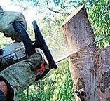 Best Tree Disease Treatment  in Hockinson, WA