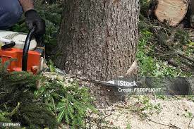Professional Tree Care in Hockinson, WA
