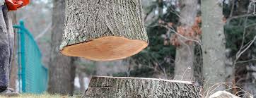 Best Tree and Shrub Care  in Hockinson, WA