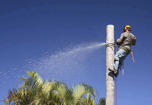 Best Storm Damage Tree Cleanup  in Hockinson, WA