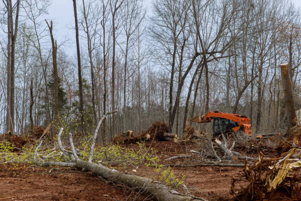 Best Utility Line Clearance  in Hockinson, WA