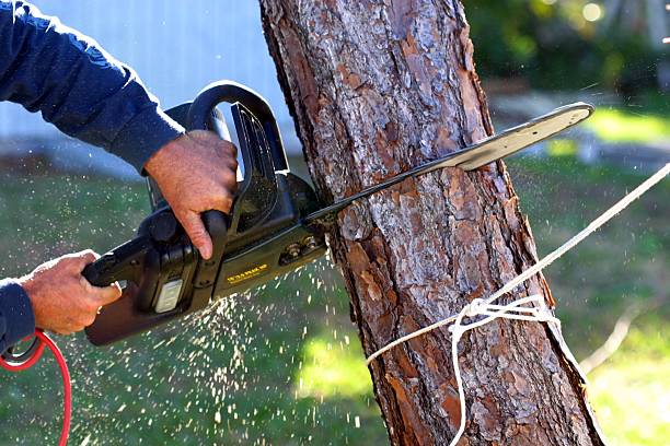 Best Lawn Disease Treatment  in Hockinson, WA