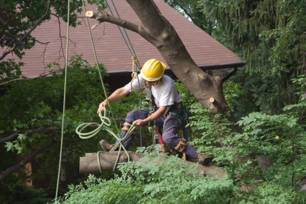 Best Stump Grinding and Removal  in Hockinson, WA