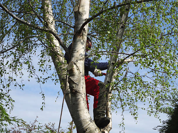 Best Tree Risk Assessment  in Hockinson, WA