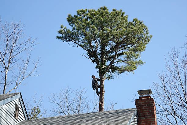 Best Fruit Tree Pruning  in Hockinson, WA