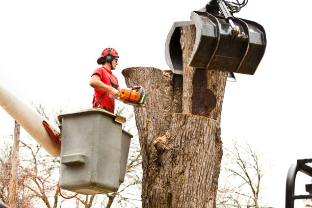 Best Seasonal Cleanup (Spring/Fall)  in Hockinson, WA