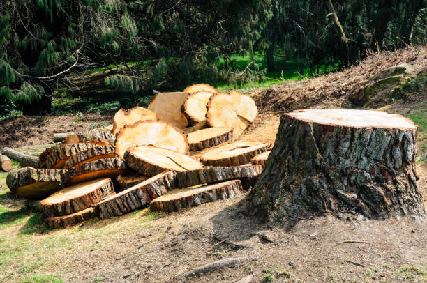 How Our Tree Care Process Works  in  Hockinson, WA
